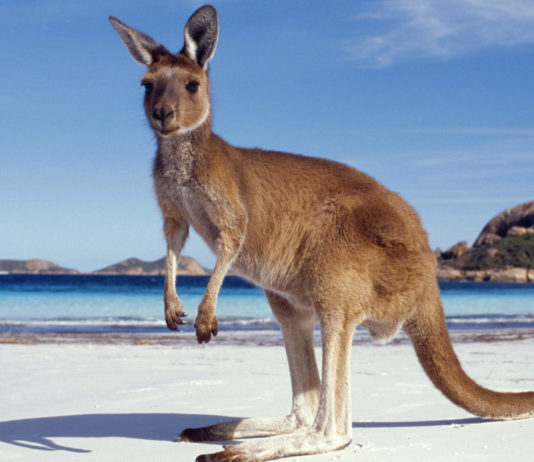 Flug und Hotel gewinnen: Mit Qatar auf nach Australien