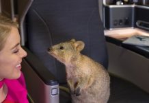 Flüge nach Australien gewinnen Flüge nach Australien gewinnen