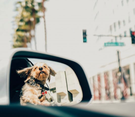 Carsharing nutzen + 5fach punkten Sixt schenkt dir 60 Euro. Photo by ana-do-amaral-on unsplash