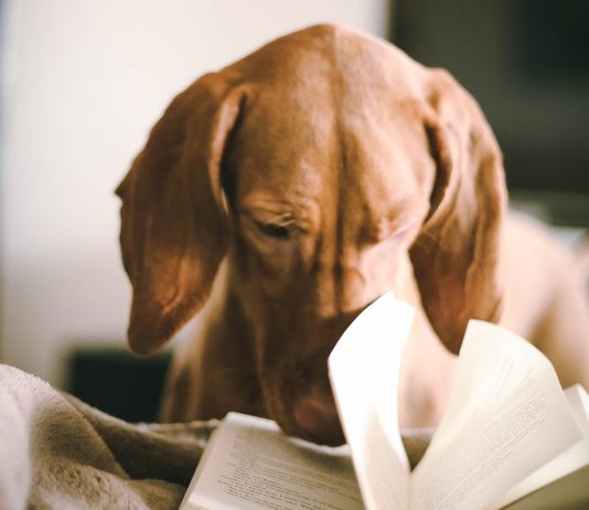 So kannst du Meilen auf Bücher sammeln Ab jetzt Meilen auf Bücher sammeln. Photo by 2Photo Pots on Unsplash