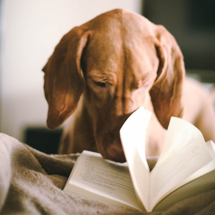 Ab jetzt Meilen auf Bücher sammeln. Photo by 2Photo Pots on Unsplash