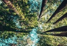 Miles & More verdoppelt Spenden: 200 Prozent für den Klimaschutz 200 Prozent für den Klimaschutz