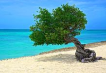 Schönste Strände der Welt: Eagle Beach Aruba