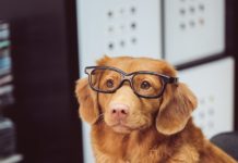 Bis zu 30.000 Meilen sammeln mit der F.A.Z. – Alle Abos in der Übersicht